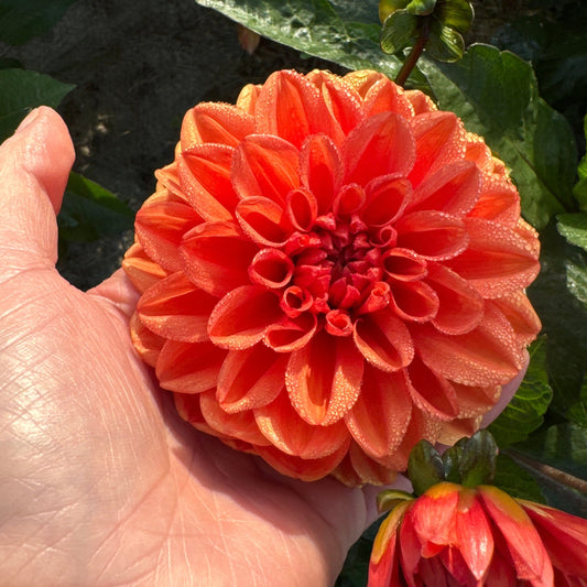 Dahlia Orange Nugget Nyhet