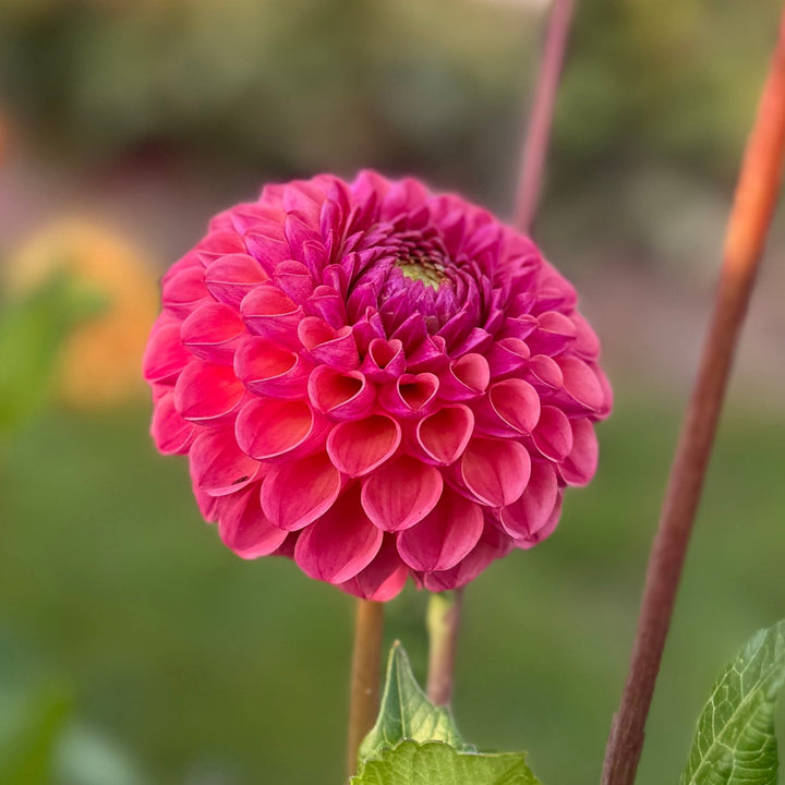 Dahlia Hapet Coppery