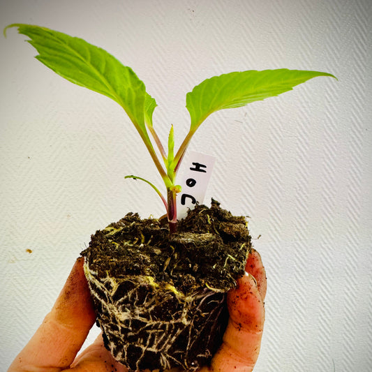 Dahlia Carolina Wagmans EXCLUSIV!