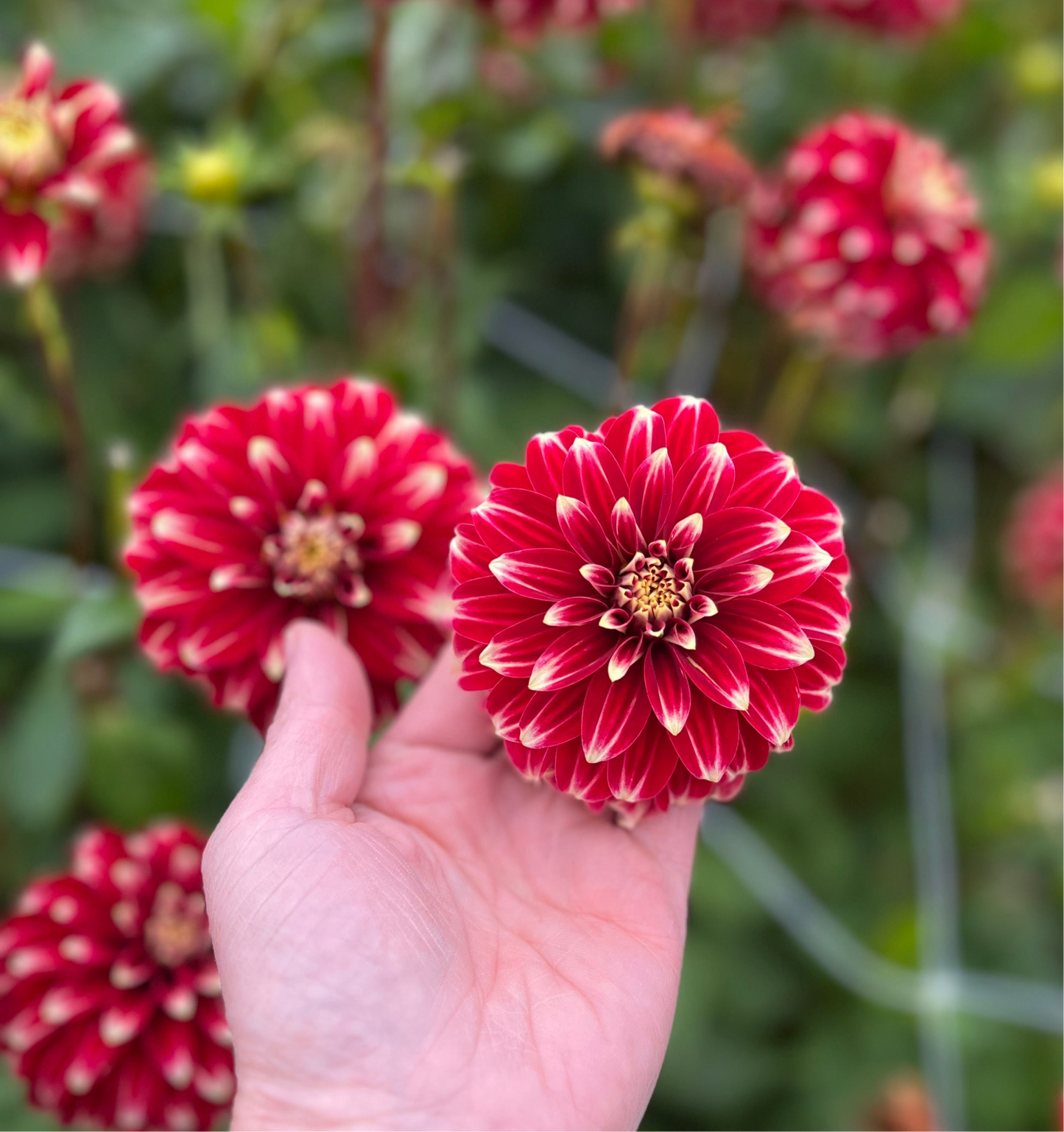 Dahlia Red Rock Nyhet!