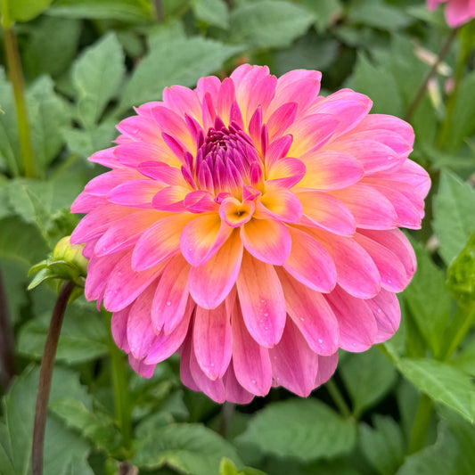Dahlia LB-142