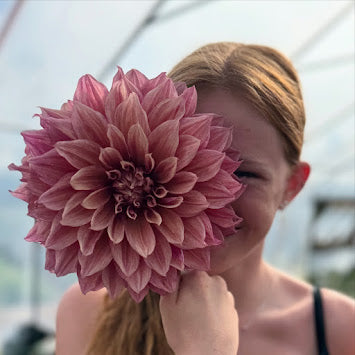 Dahlia Lovely Lovis LB-013