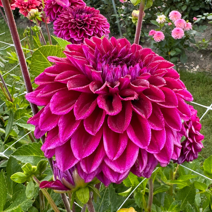 Dahlia Diva US