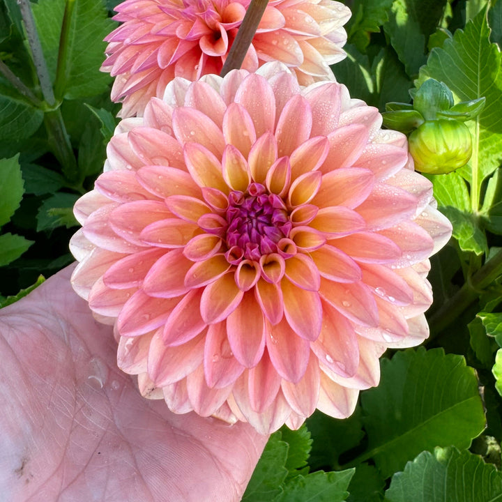 Dahlia Hello You!