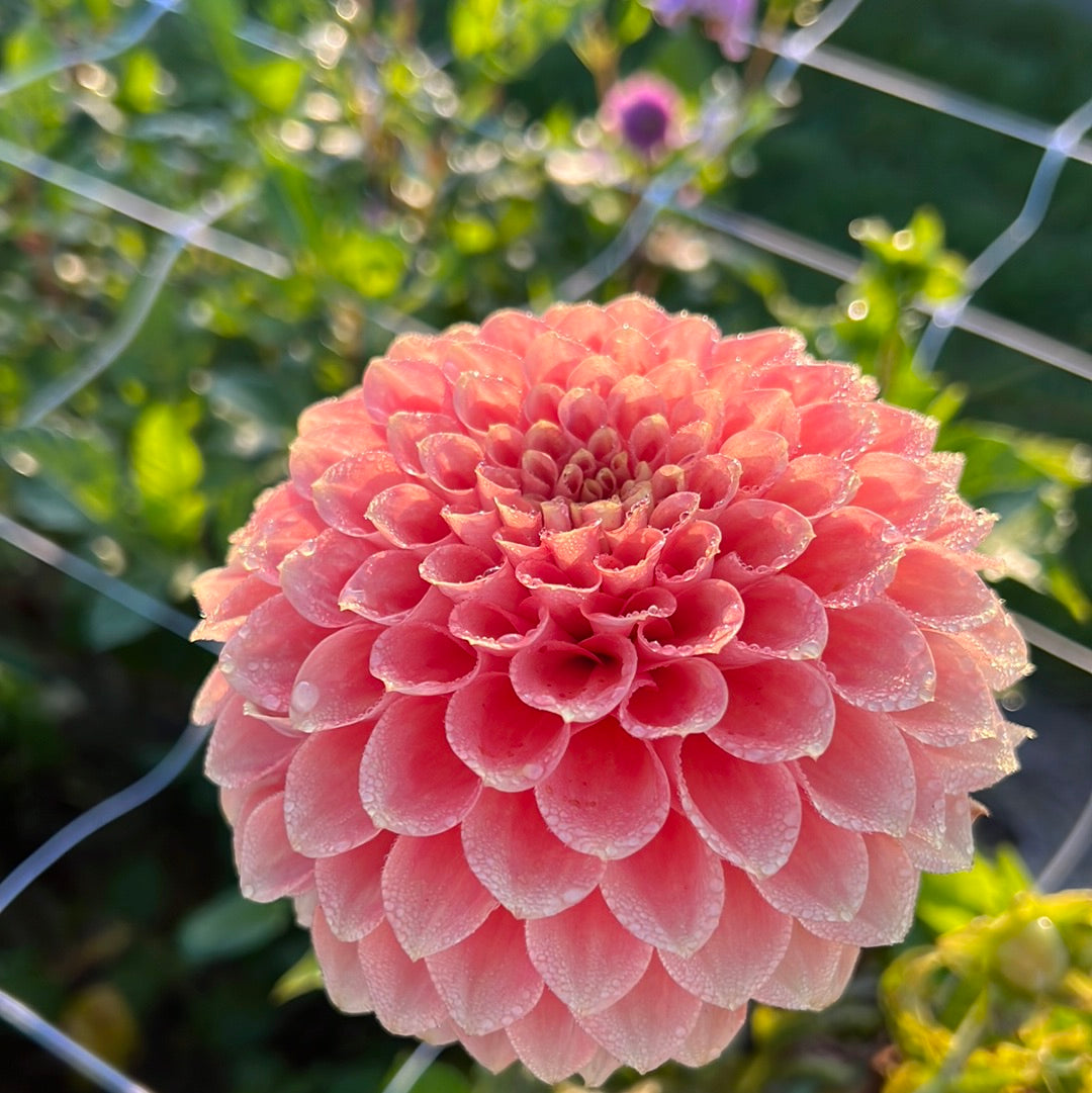 Dahlia Freeman UTGÅR! Alt-Orange Favorite