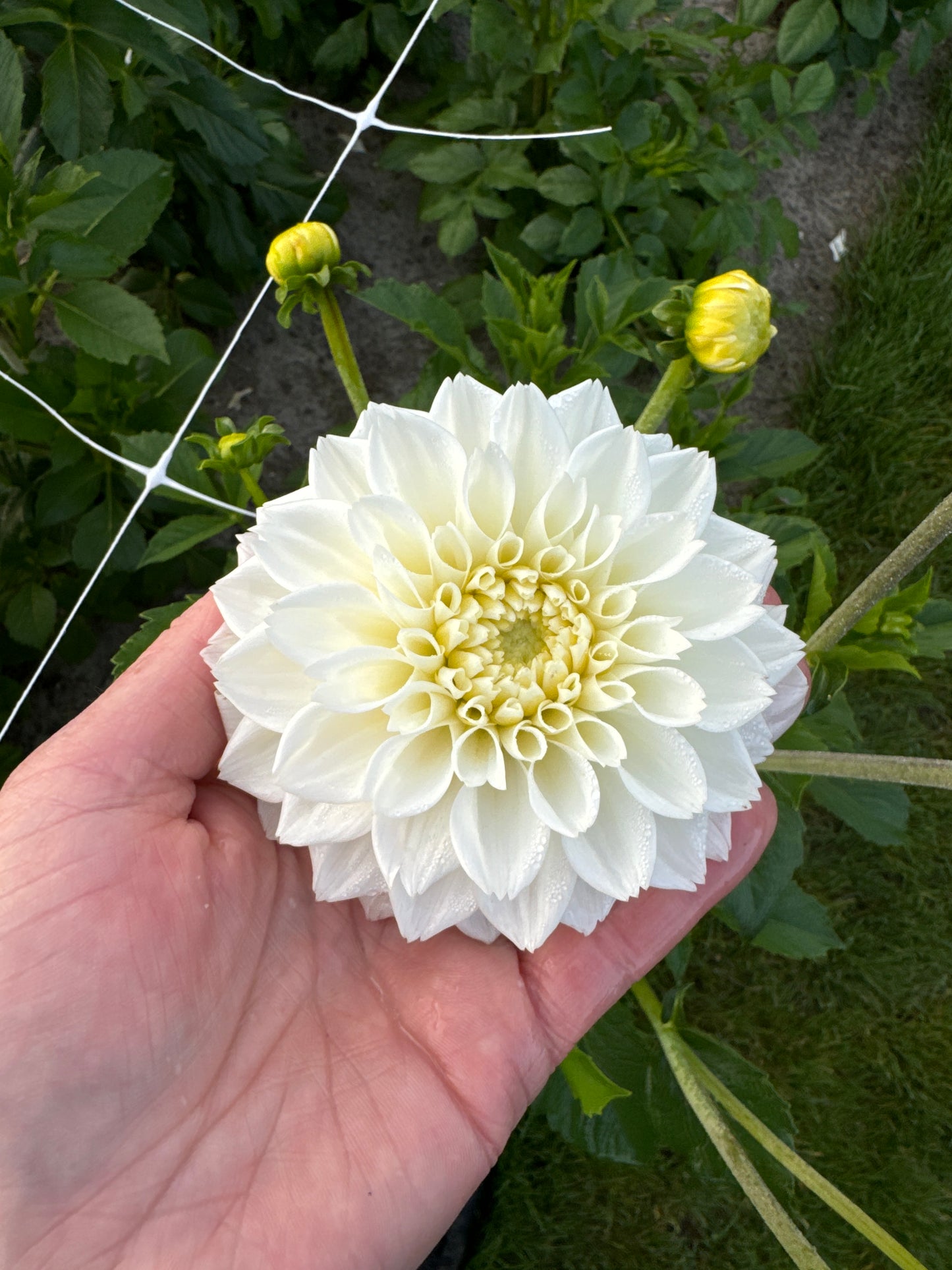 Dahlia White Love