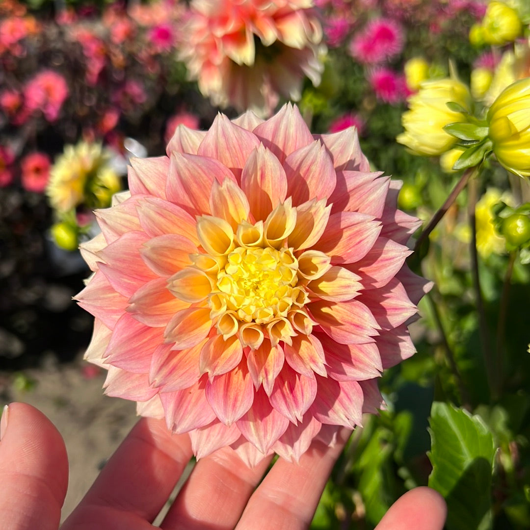 Dahlia Kogane Fubuki