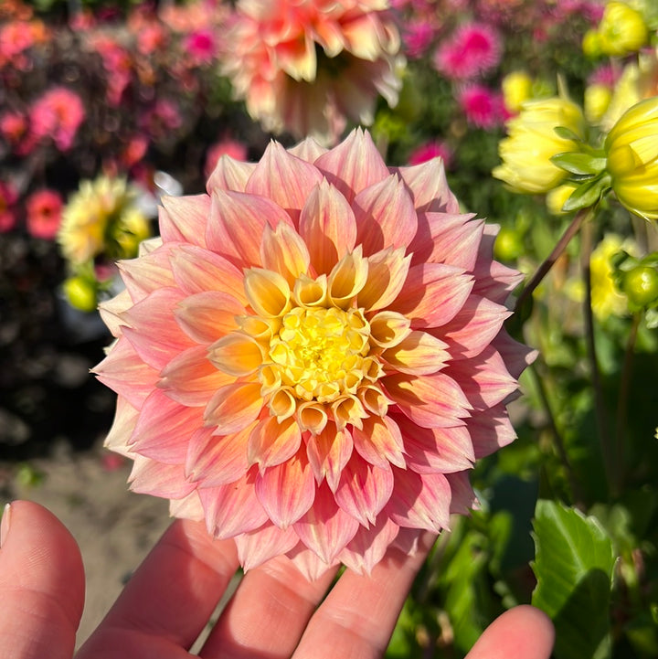 Dahlia Kogane Fubuki