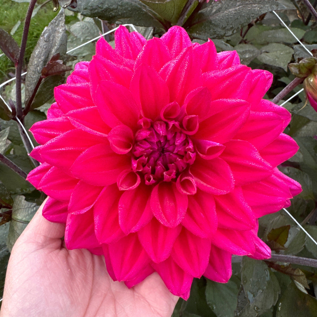 Dahlia Engelhardts Matador