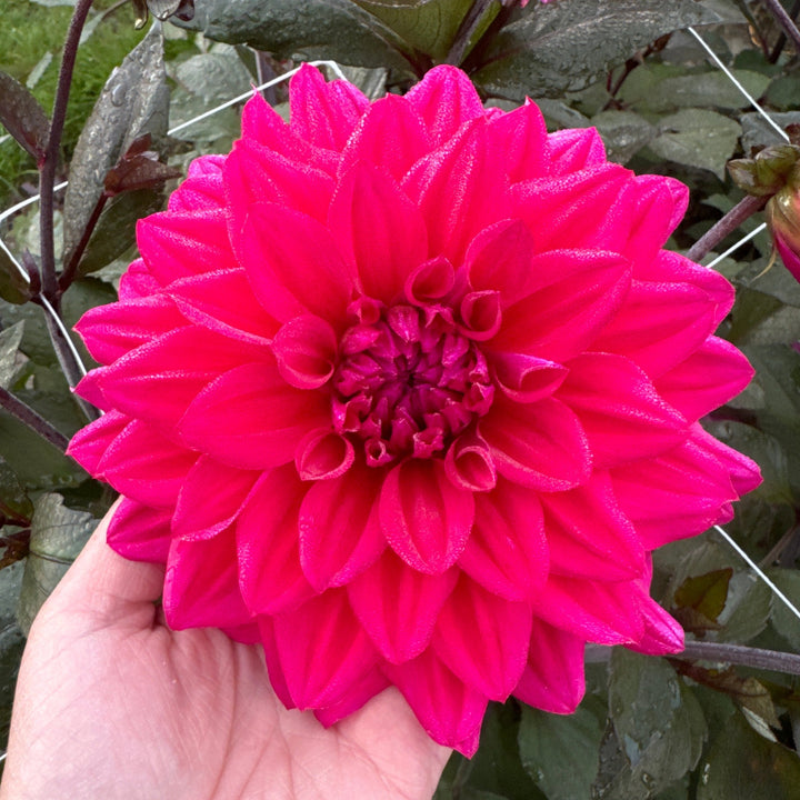 Dahlia Engelhardts Matador