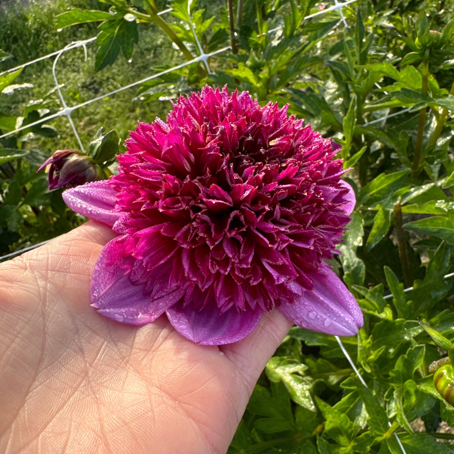 Dahlia Abigail