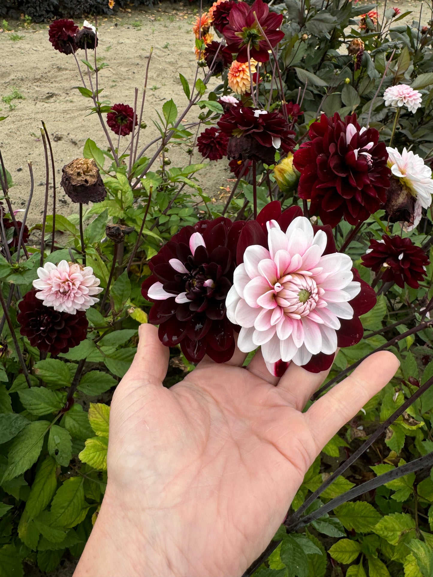 Dahlia Daria in Love Nyhet!