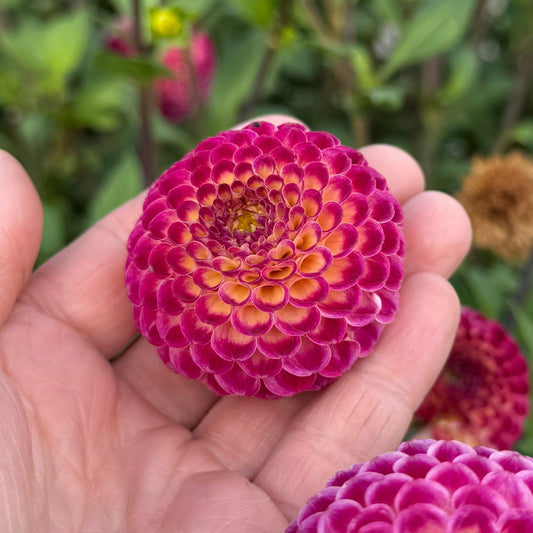 Dahlia Ryecroft Blackberry Nyhet!
