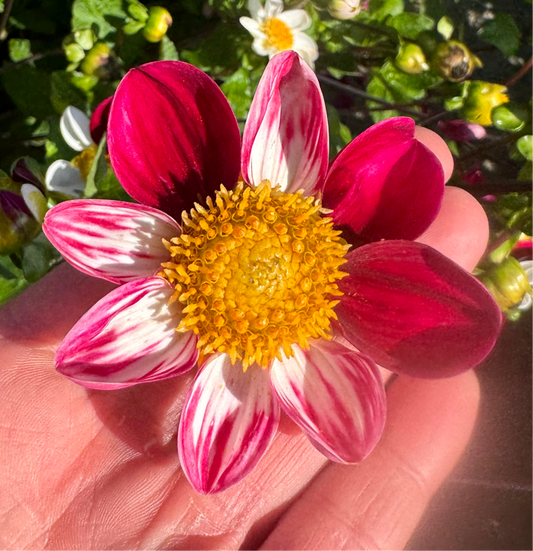 Dahlia Twyning´s Smarty