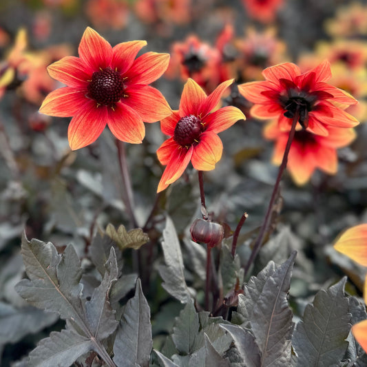 Dahlia Dragon Ball® Nyhet!