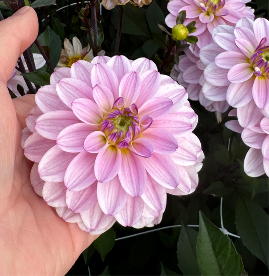 Dahlia Pacific Jewel Nyhet!