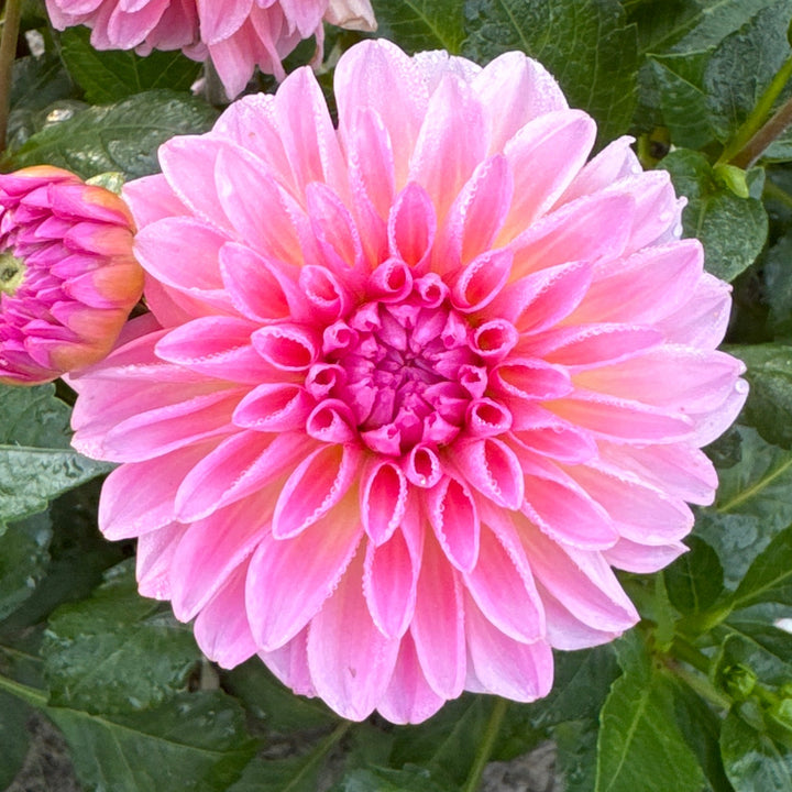Dahlia Esli