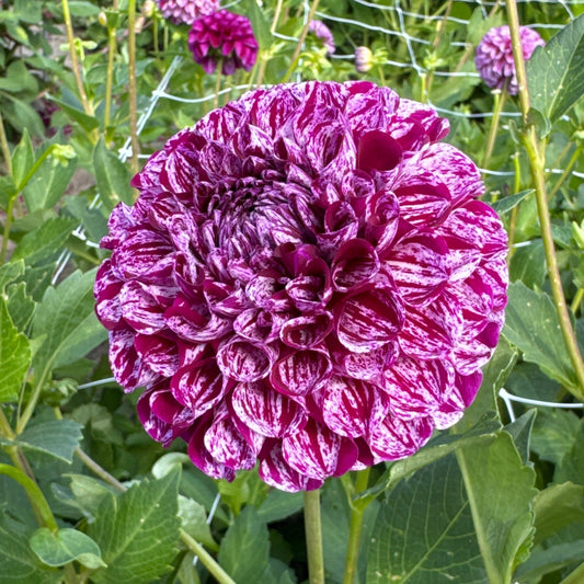 Dahlia Marble Ball Nyhet!