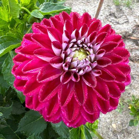 Dahlia Embassy Nyhet!