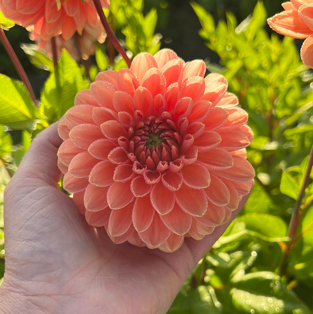 Dahlia Orange Favourite