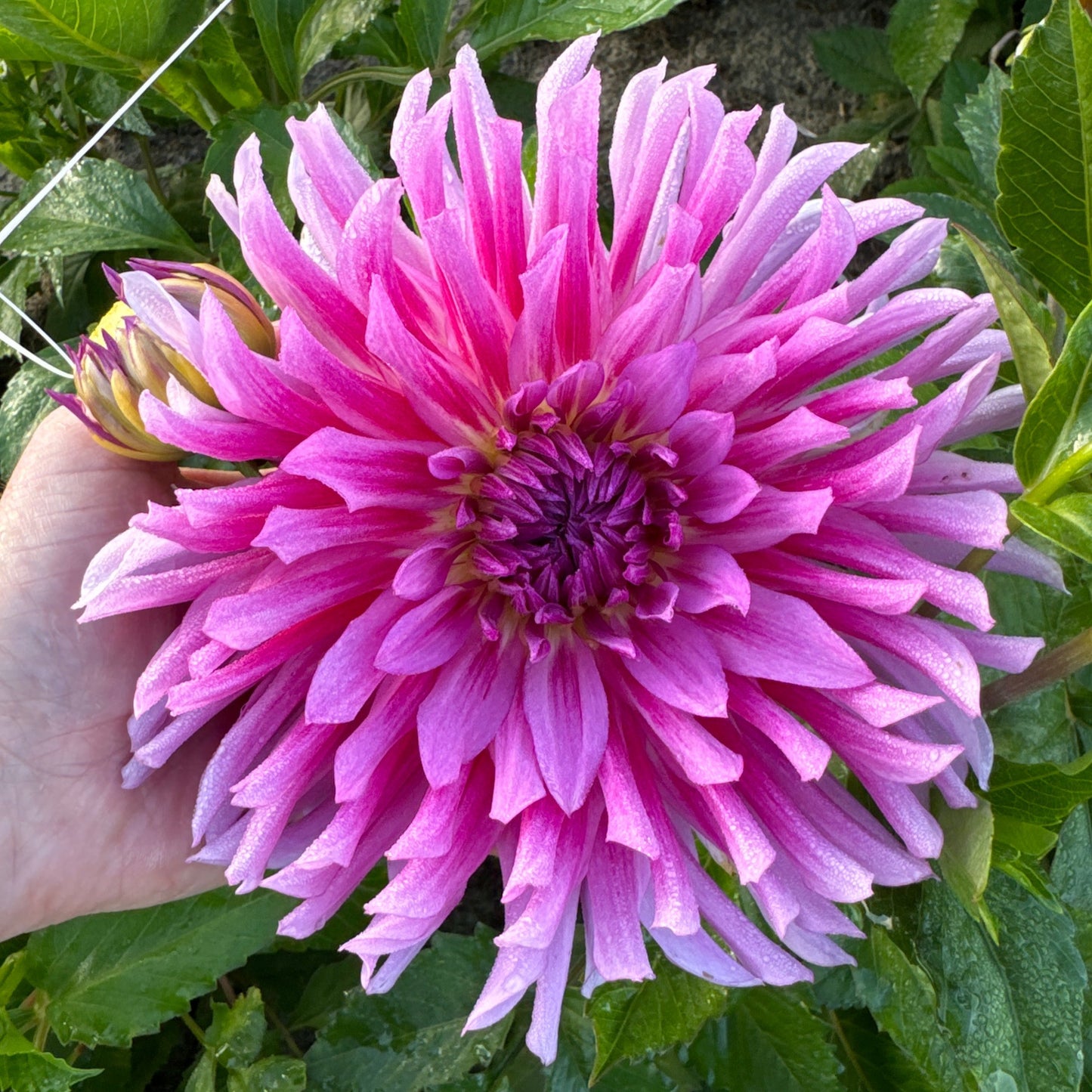 Dahlia Torsade Nyhet!