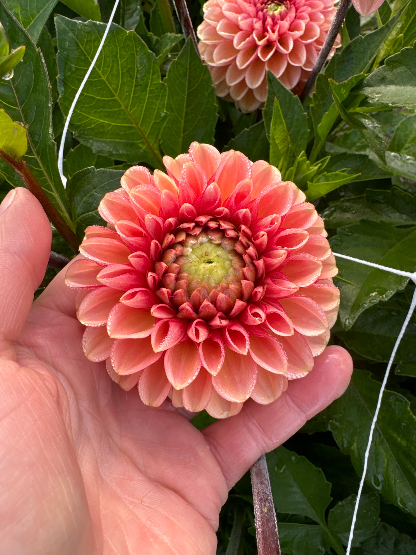 Dahlia Bazuin Salmon Orange