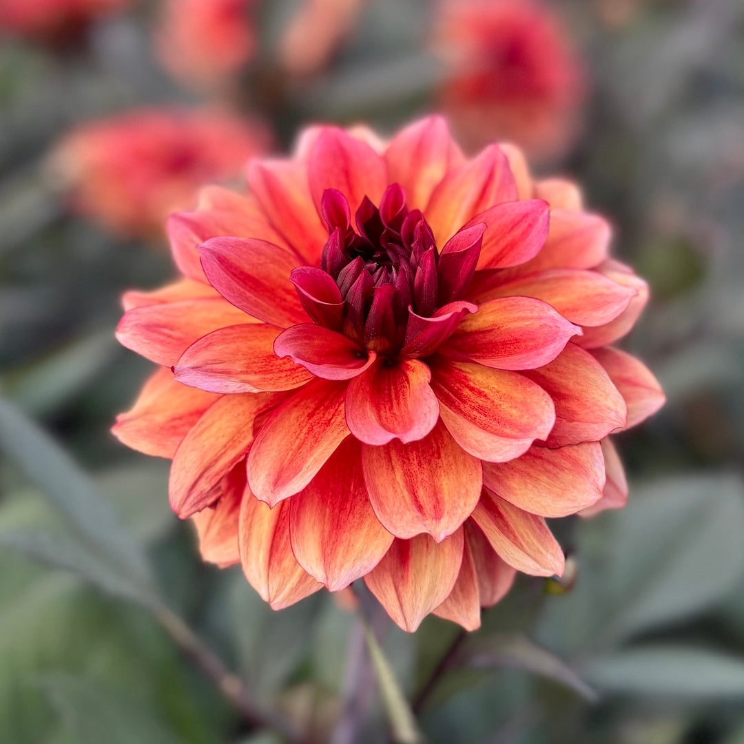 Dahlia Invitation