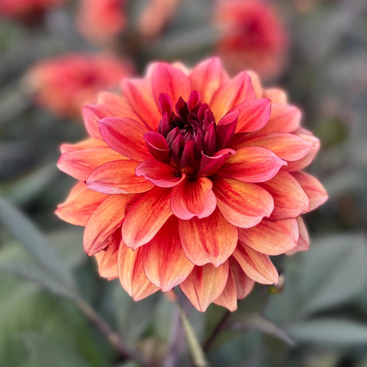 Dahlia Invitation
