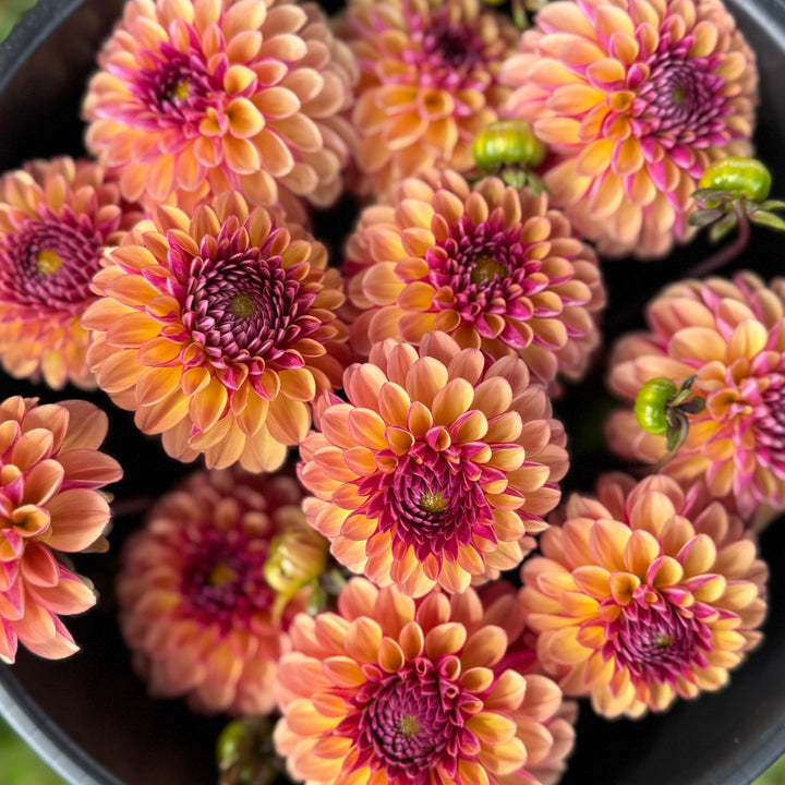 Dahlia Palmares