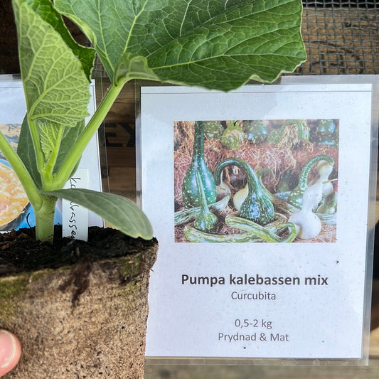 Pumpa kalebassen