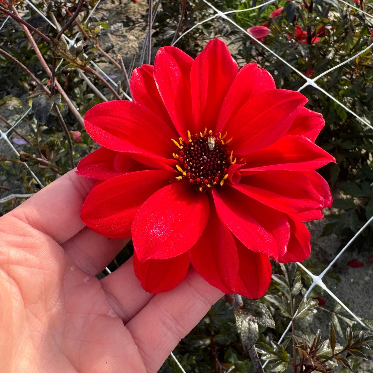 Dahlia Bishop of Llandaff Nyhet!