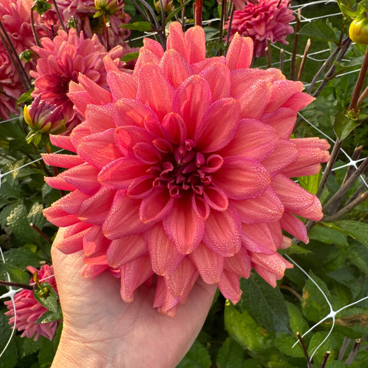 Dahlia Negroni Sunset