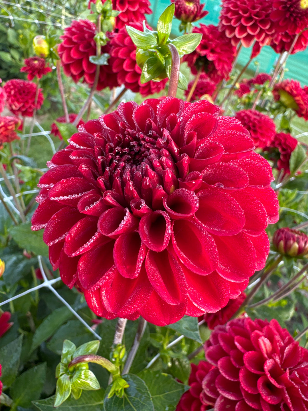 Dahlia Maroon Fox®