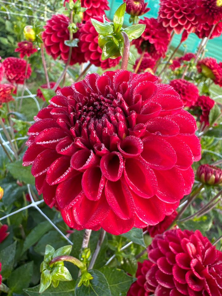Dahlia Maroon Fox®