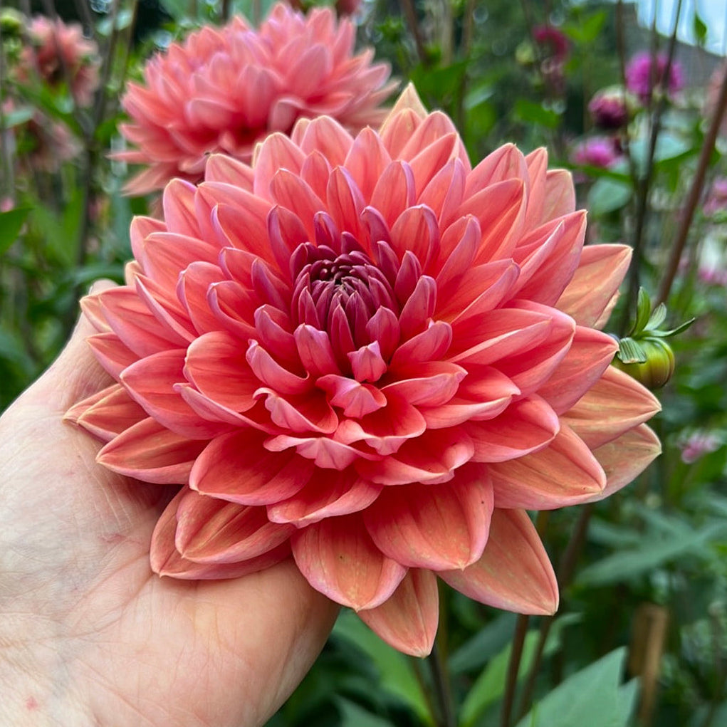 Dahlia Dutch Pearl