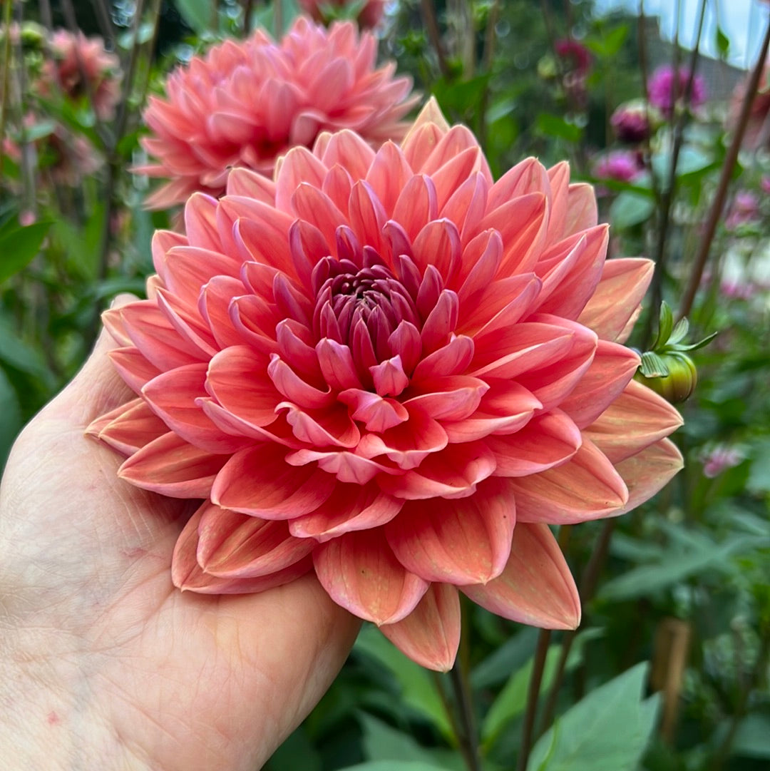 Dahlia Dutch Pearl