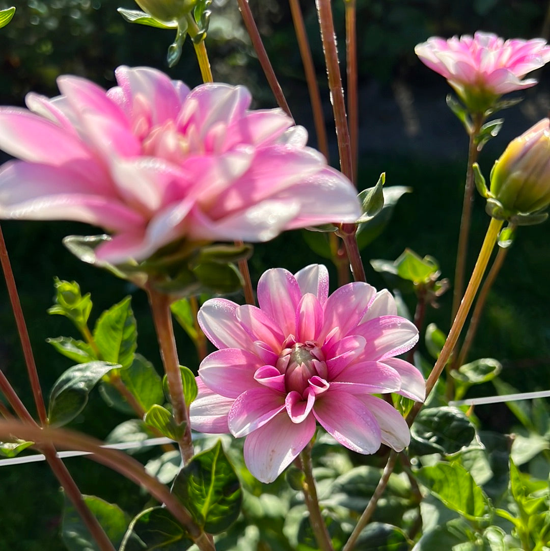 Dahlia Pink Perception