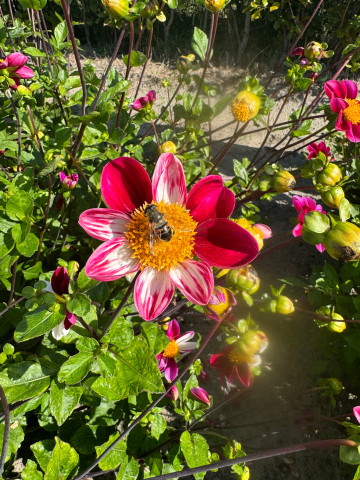 Dahlia Twyning´s Smarty Utgår!
