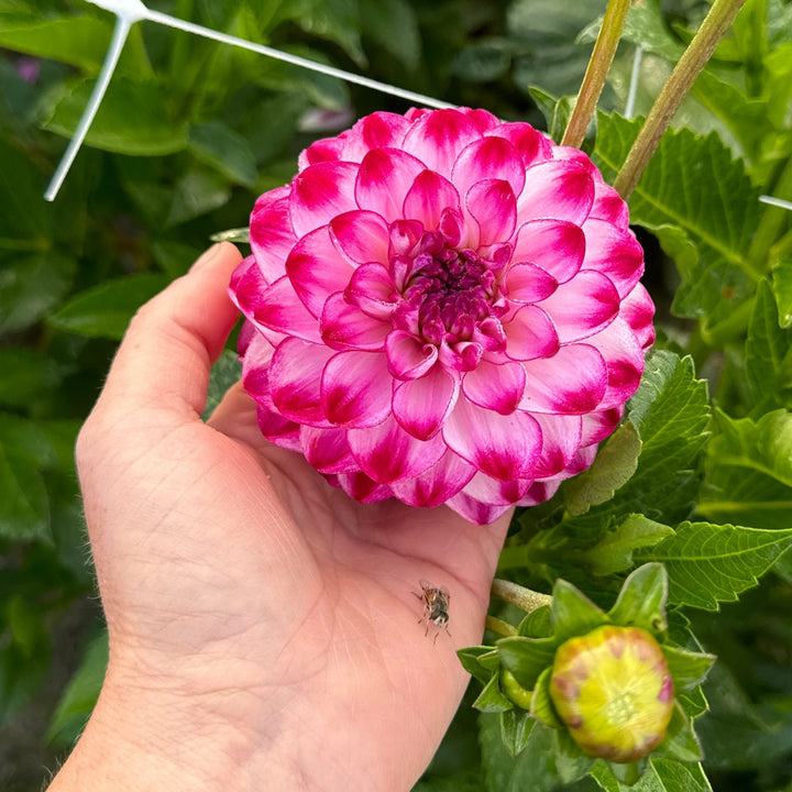 Dahlia Stardust
