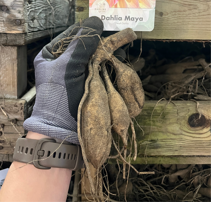Dahlia Maya UTGÅR!