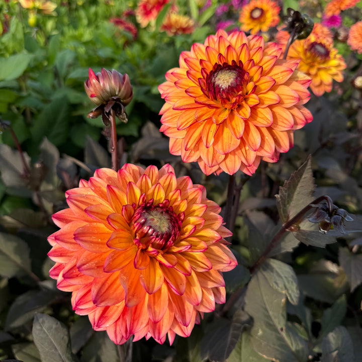 Dahlia Jacobina