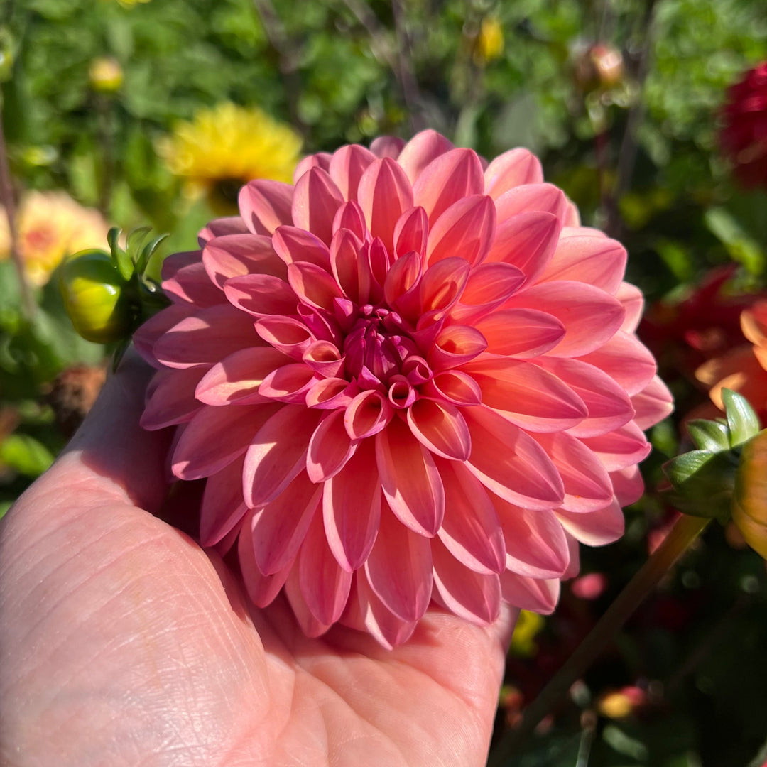 Dahlia Hello You!