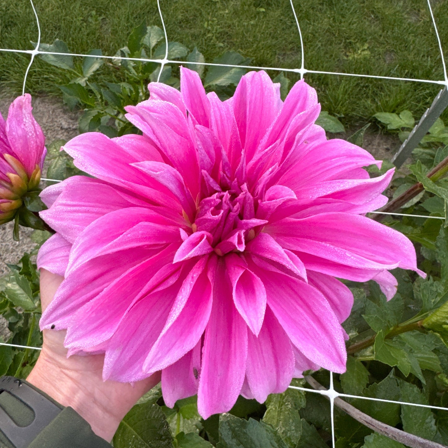 Dahlia Babylon Lilac Nyhet!