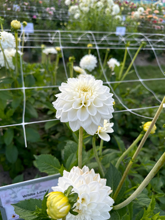 Dahlia White Love