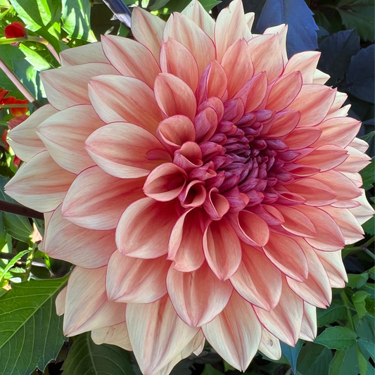 Dahlia Freja LB-009