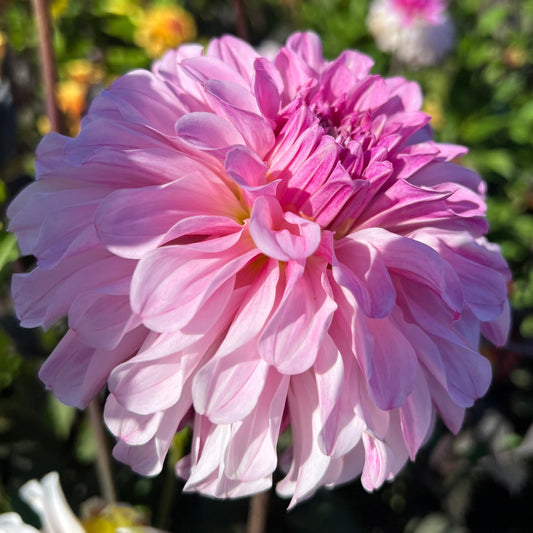 Dahlia Pydde Page LB-020
