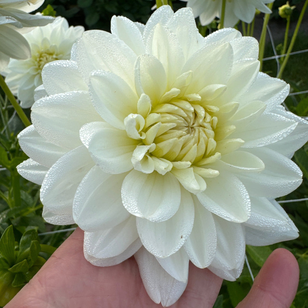 Dahlia Peace Pact
