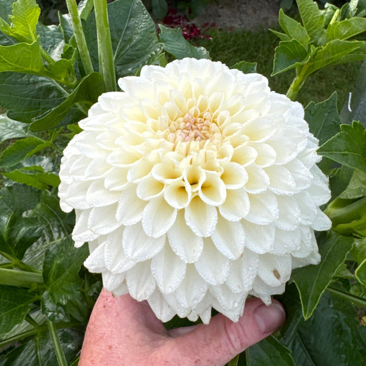 Dahlia Vita drömmen 5st