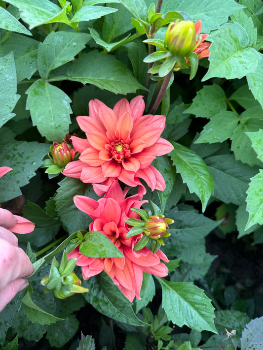 Dahlia Mr Pots (LB-109)