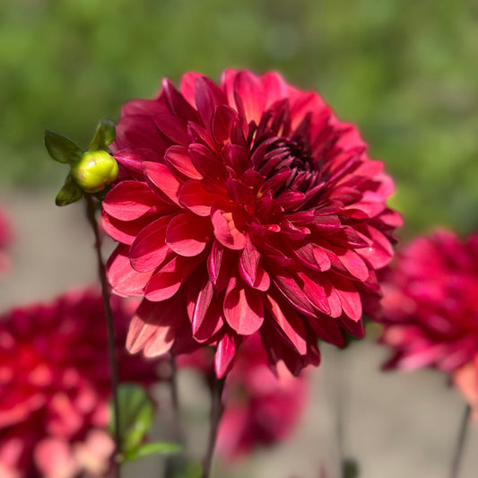 Dahlia Antibes